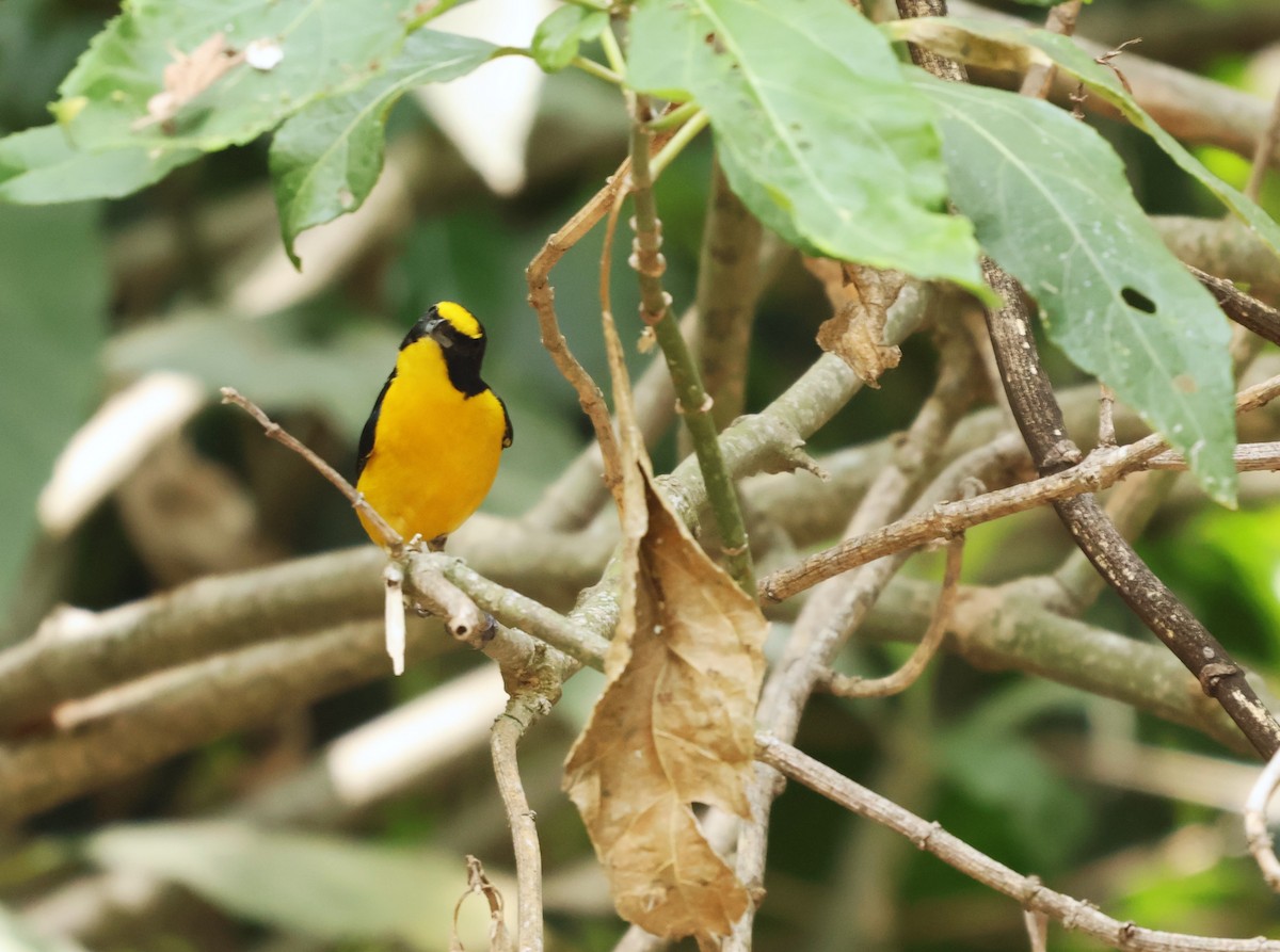 Yellow-throated Euphonia - ML657205789
