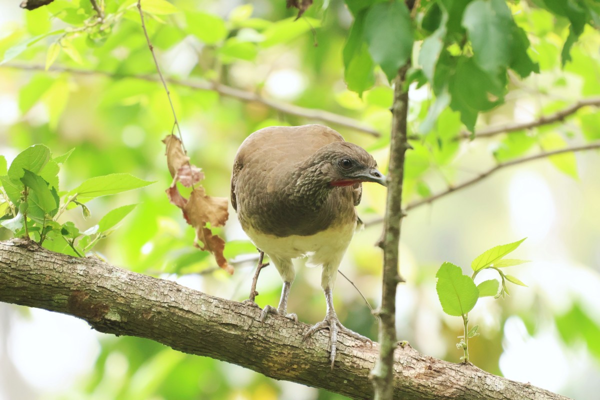 White-bellied Chachalaca - ML657205805