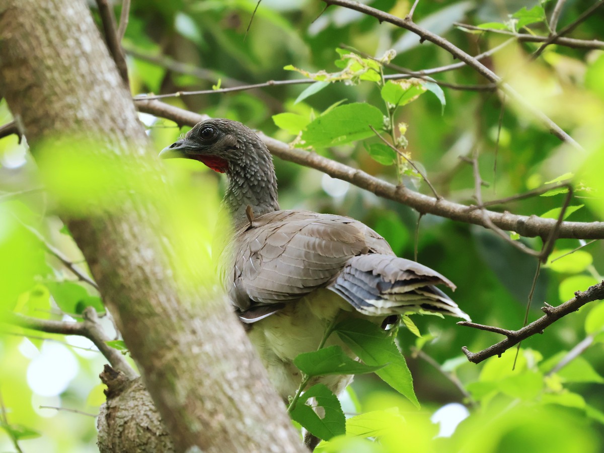White-bellied Chachalaca - ML657205806