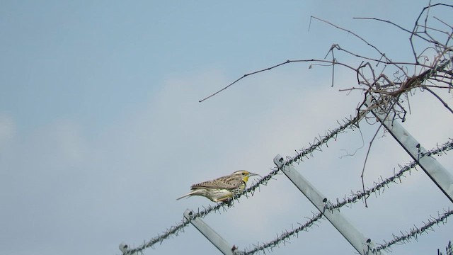Western Meadowlark - ML657206092