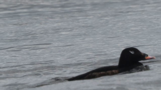 White-winged Scoter - ML657206144