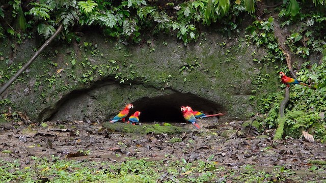 Scarlet Macaw - ML657206267