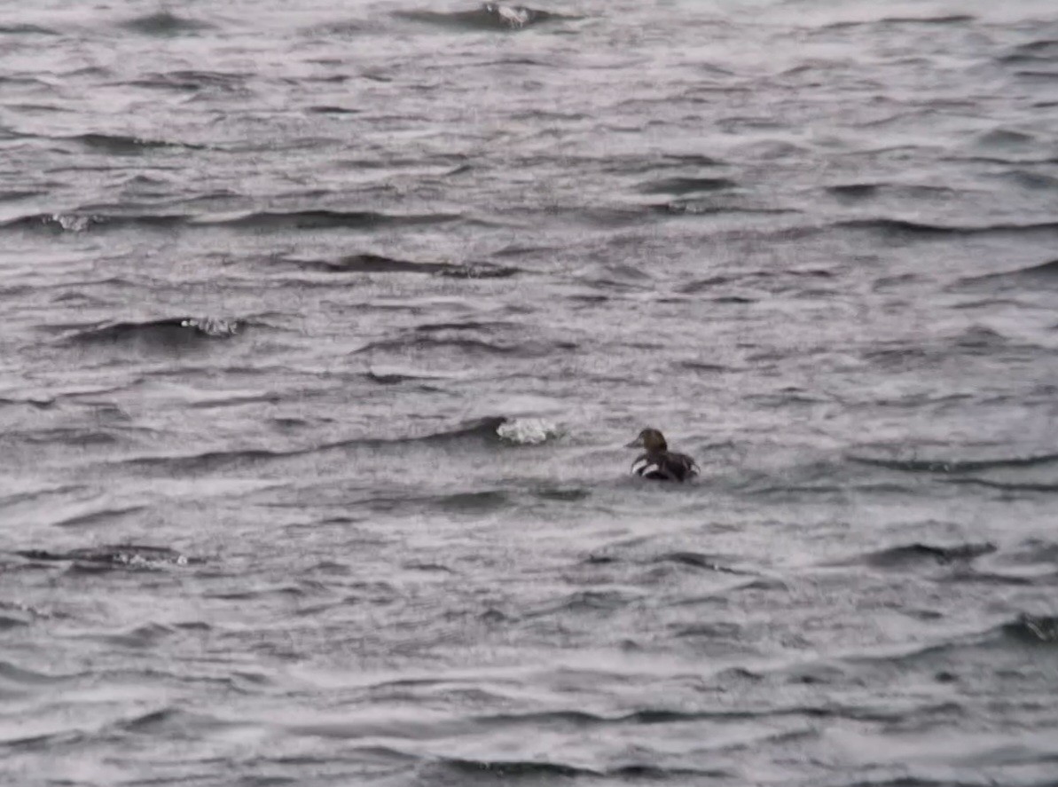 Steller's Eider - ML657206282