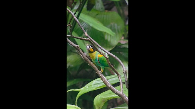 Orange-cheeked Parrot - ML657206290
