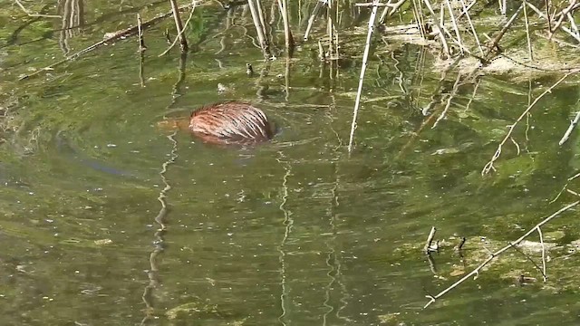 Eastern Muskrat - ML657206525