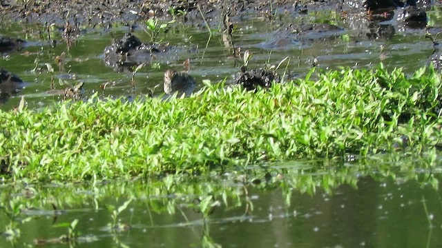 Least Sandpiper - ML657206626
