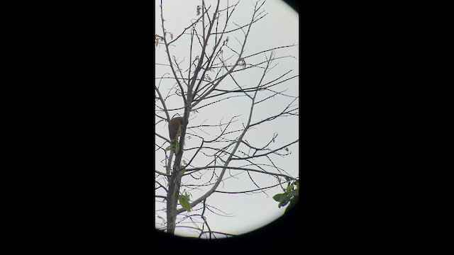 Spot-breasted Woodpecker - ML657207118