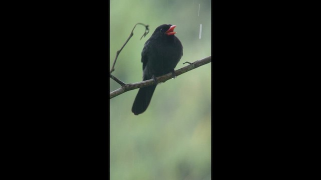 Black-fronted Nunbird - ML657207128