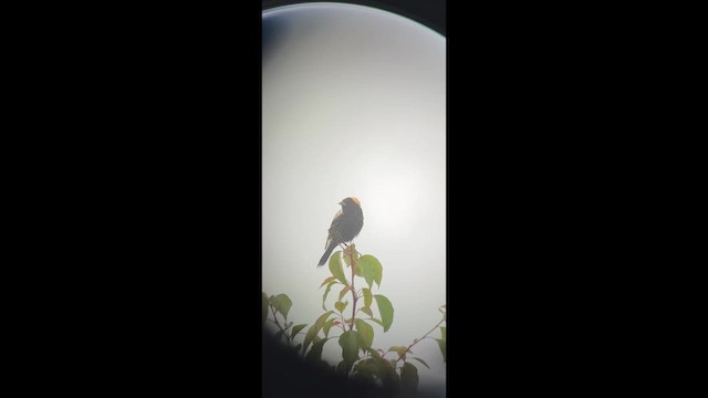Bobolink - ML657207149