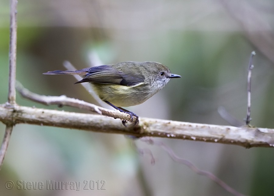 Mountain Thornbill - Stephen Murray