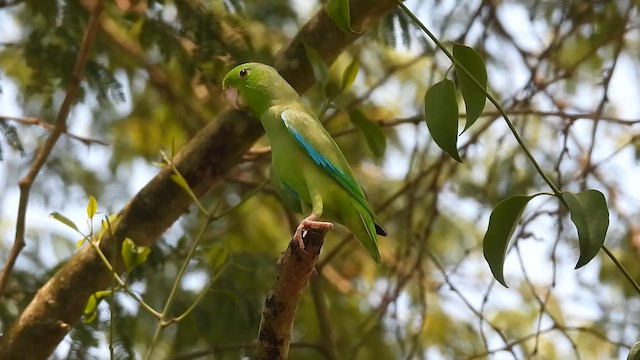 Turquoise-winged Parrotlet - ML657208089
