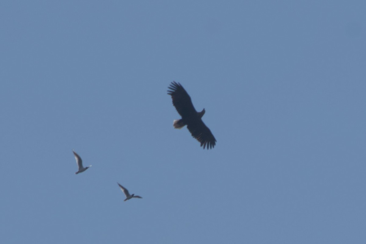 Ak Kuyruklu Kartal - ML657208178
