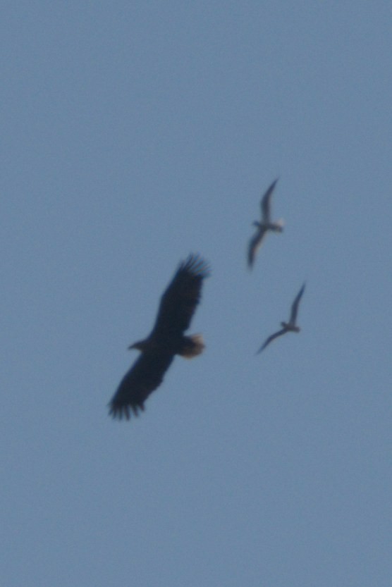 Ak Kuyruklu Kartal - ML657208179