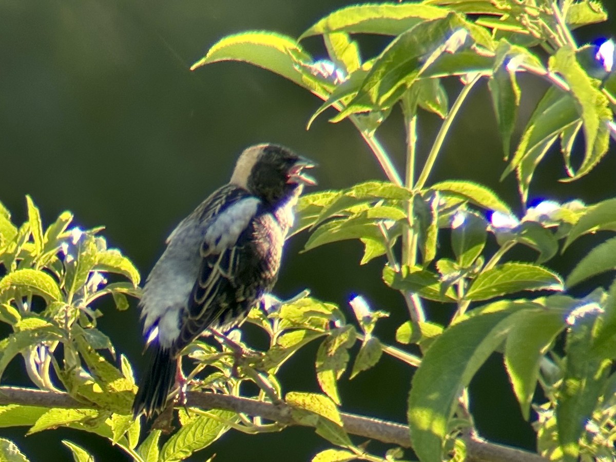 Pirinç Karatavuğu - ML657208253