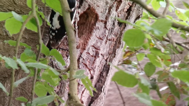 Great Spotted Woodpecker - ML657208838