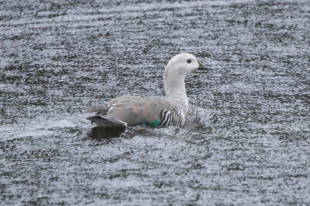 Upland Goose - ML657208870
