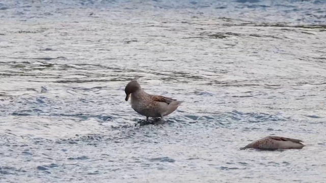 Yellow-billed Teal - ML657208907