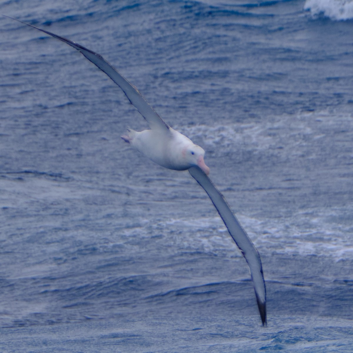 Albatros Viajero - ML657209165