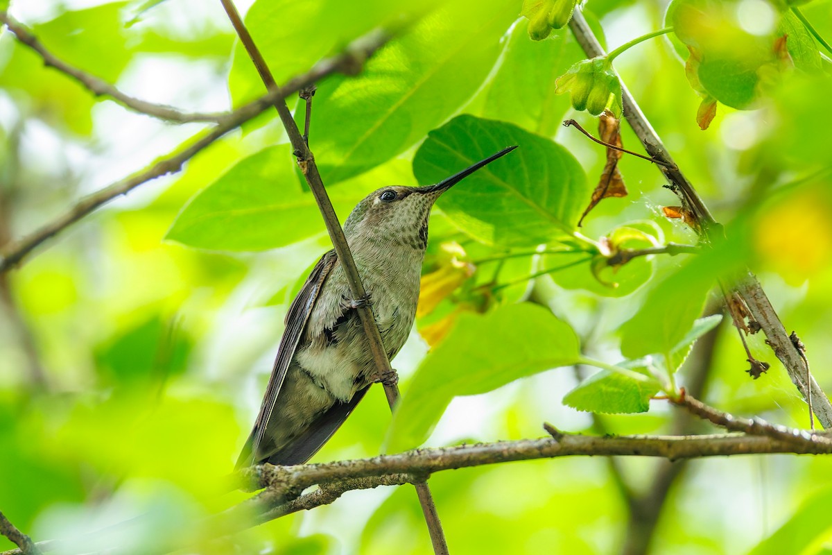 Anna's Hummingbird - ML657209349