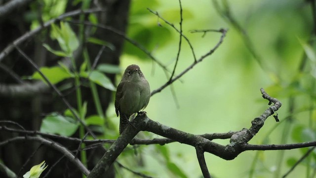 Northern House Wren - ML657209475