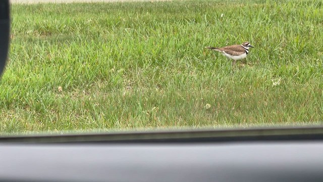 Piping Plover - ML657209918