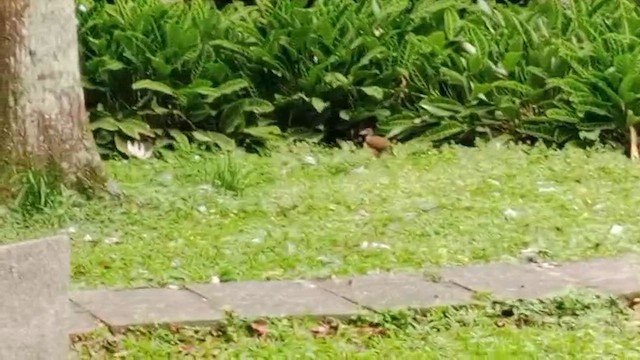 Gray-cowled Wood-Rail - ML657209990