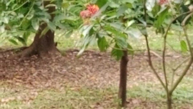 Gray-cowled Wood-Rail - ML657209991