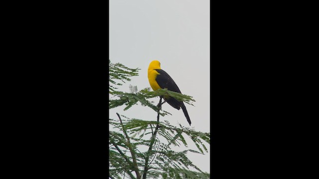 Oriole Blackbird - ML657209994