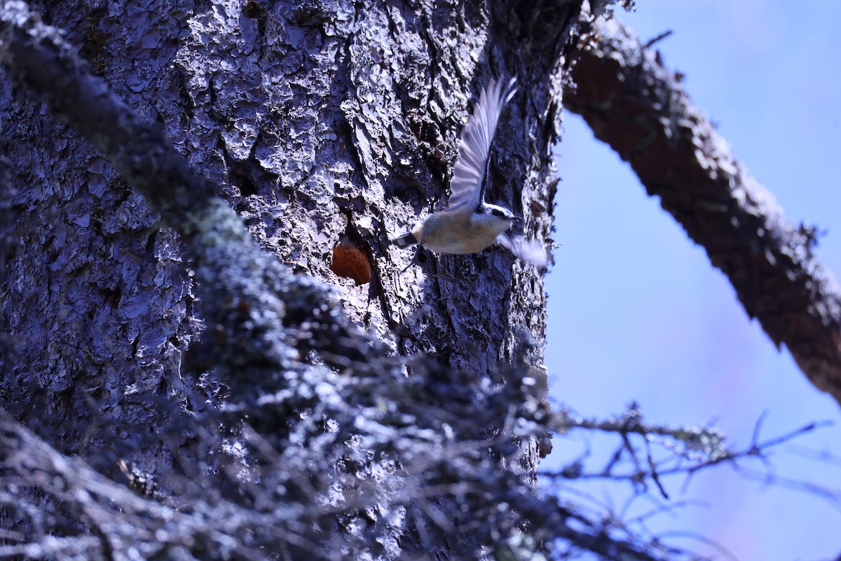Red-breasted Nuthatch - ML657210085