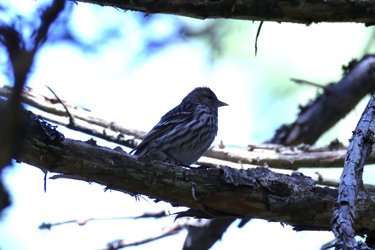 Pine Siskin - ML657210114