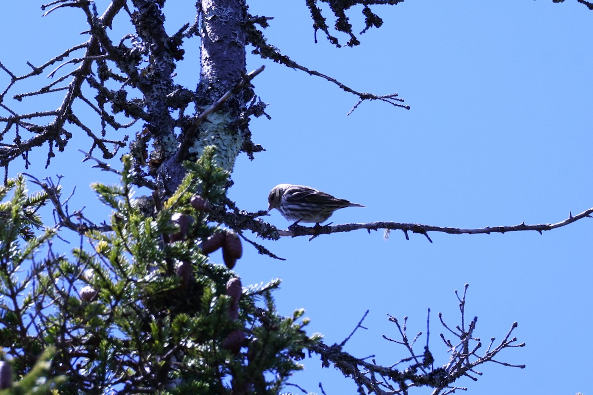 Pine Siskin - ML657210116