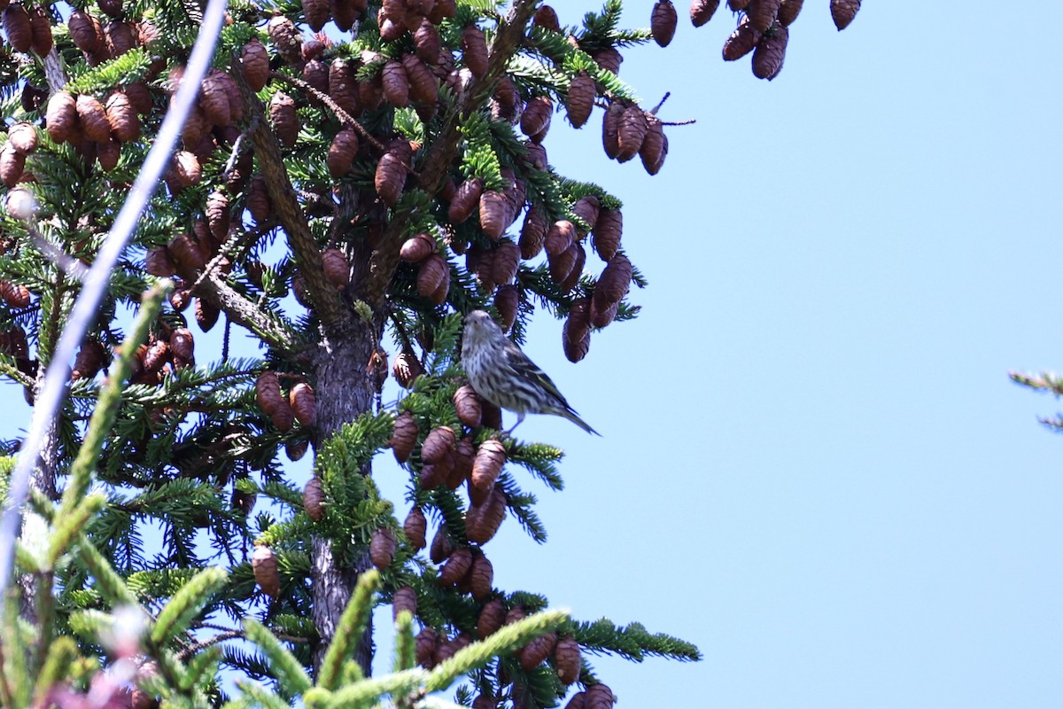 Pine Siskin - ML657210117