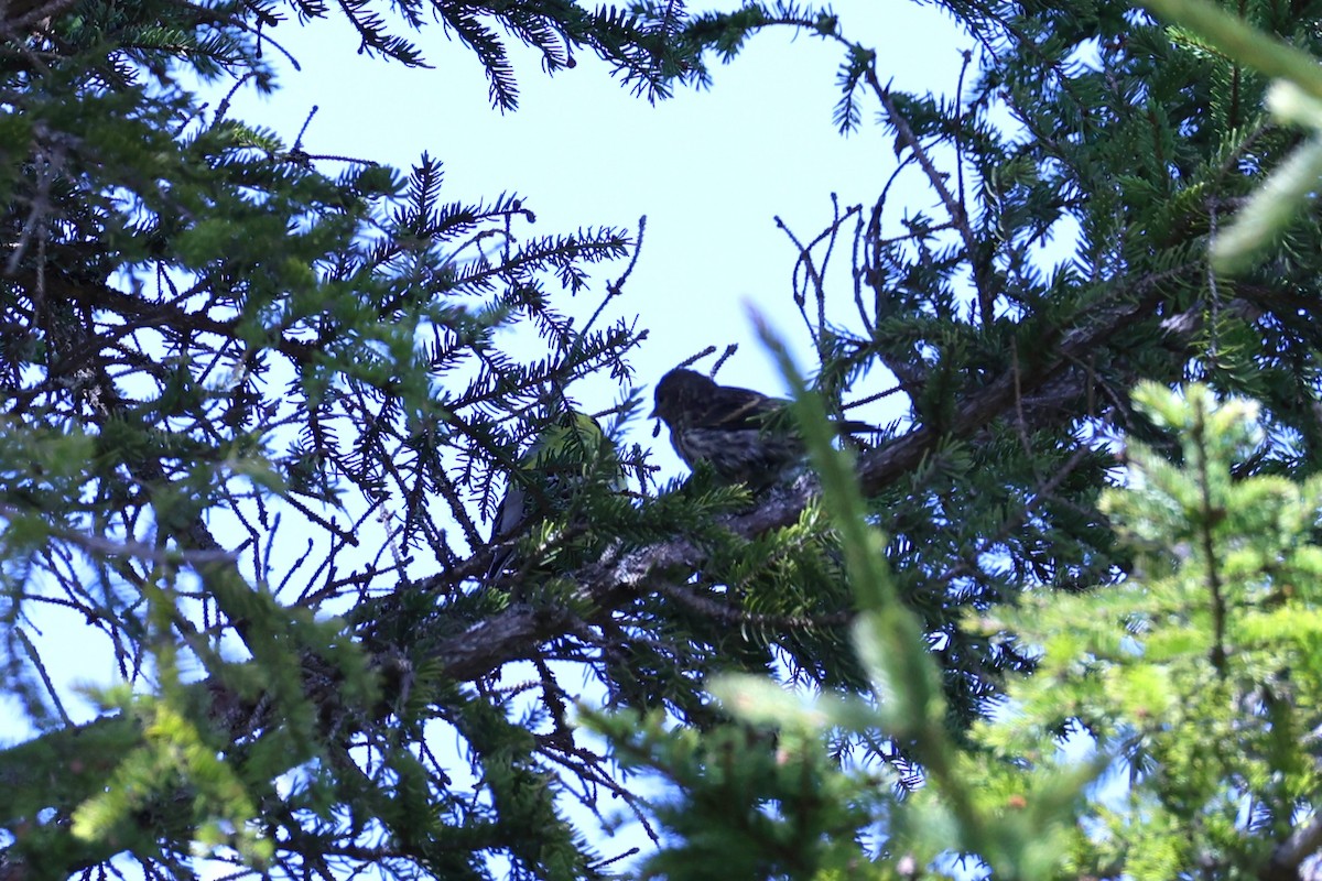 Pine Siskin - ML657210118