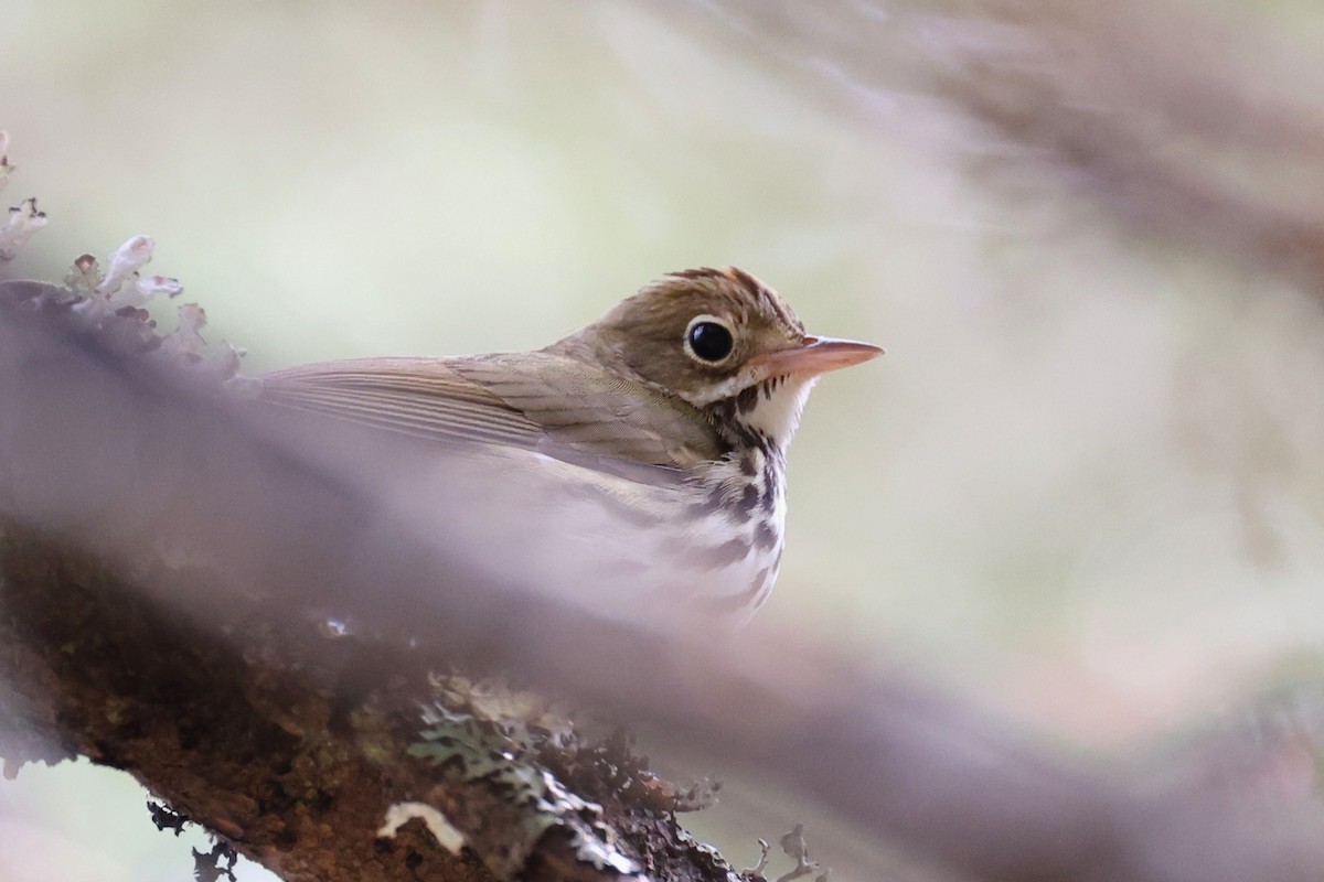 Ovenbird - ML657210145