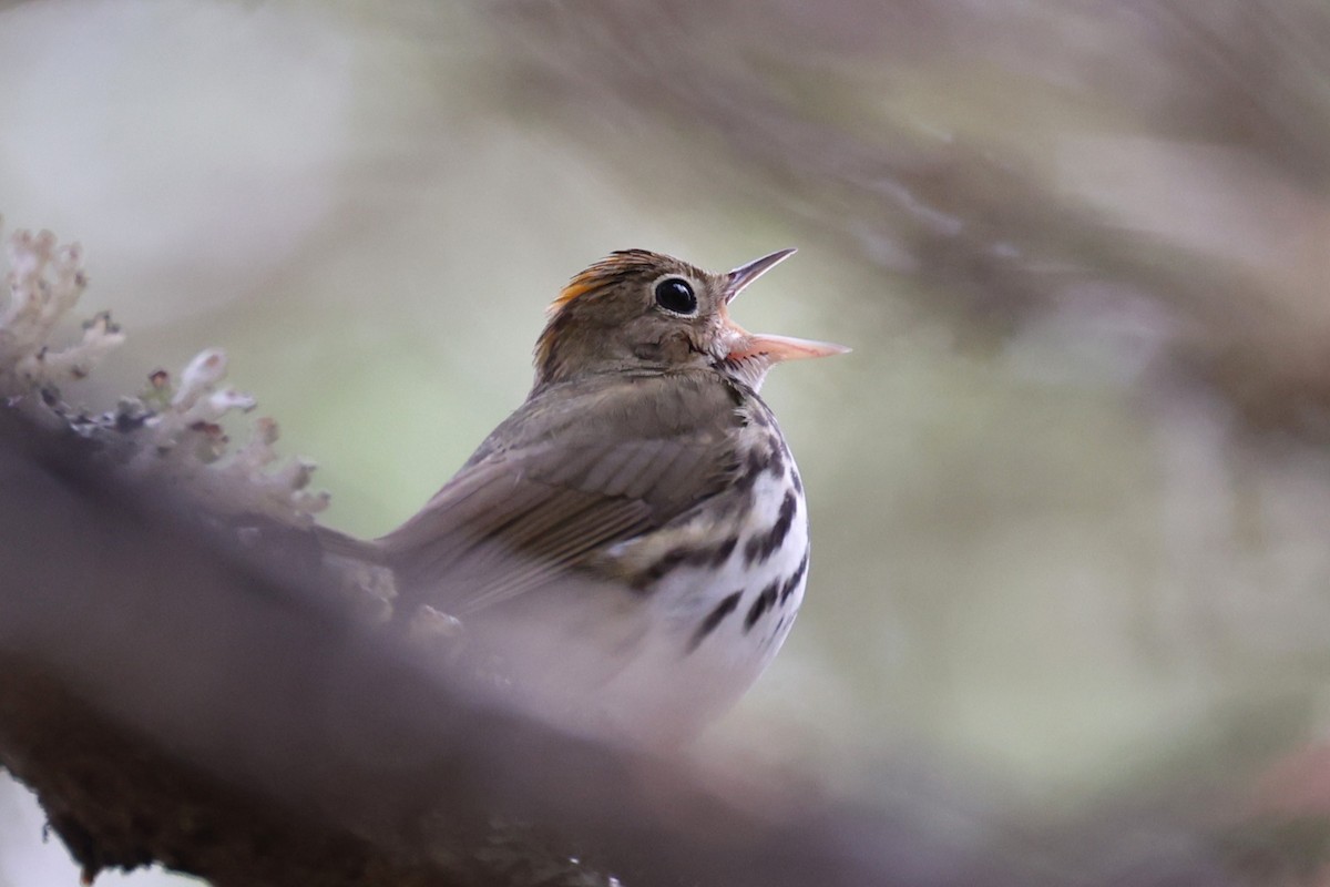 Ovenbird - ML657210146