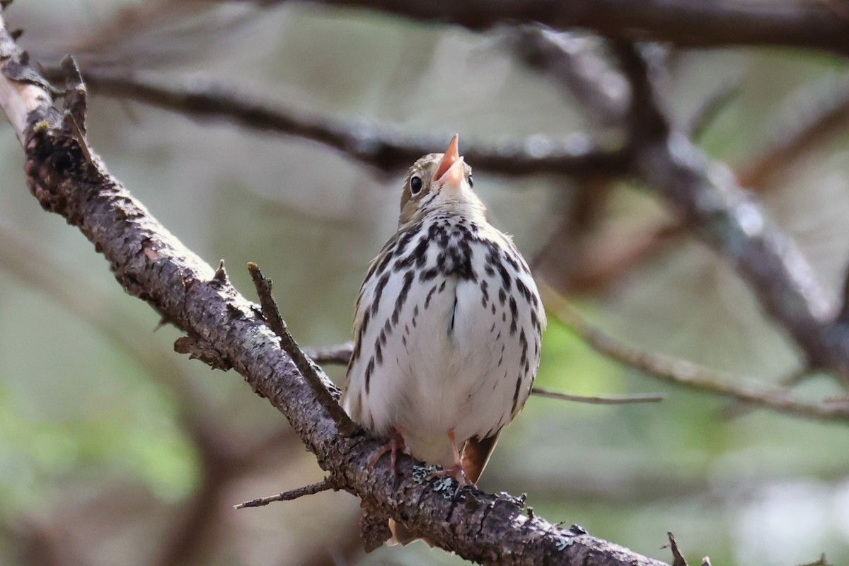 Ovenbird - ML657210147