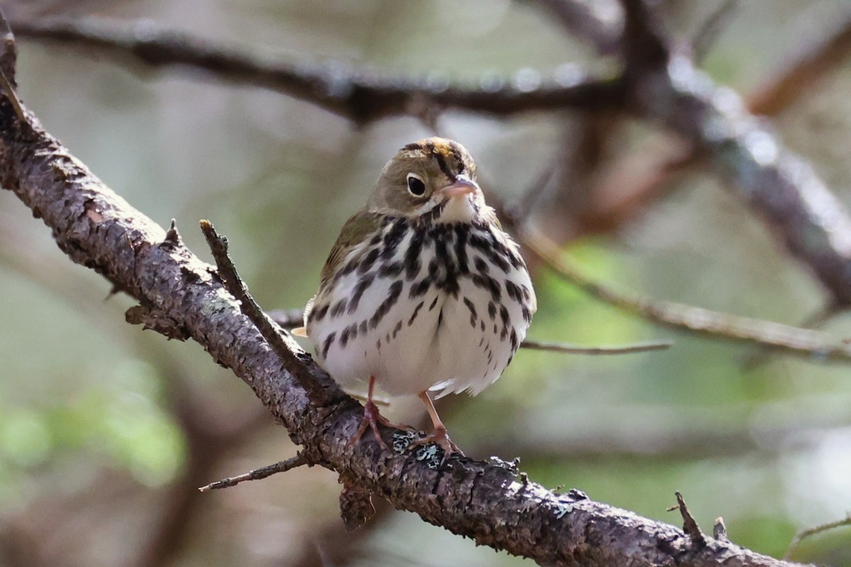 Ovenbird - ML657210148
