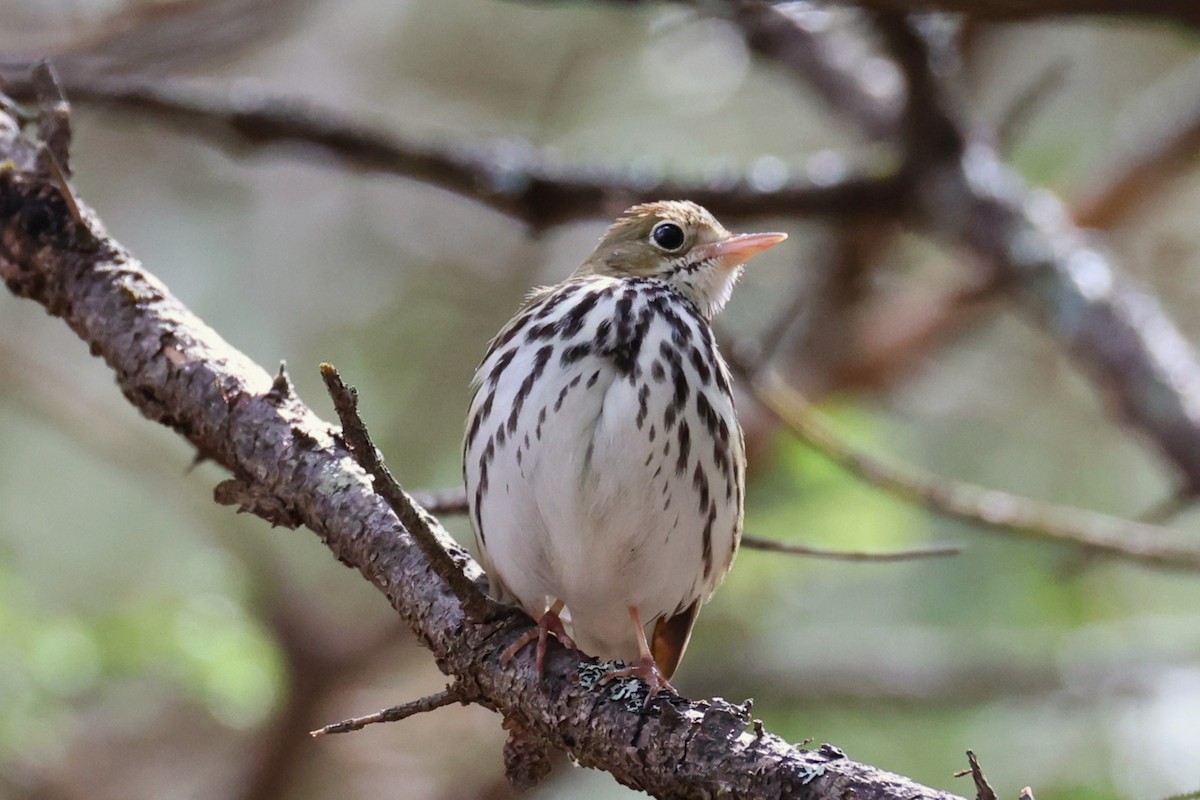 Ovenbird - ML657210149