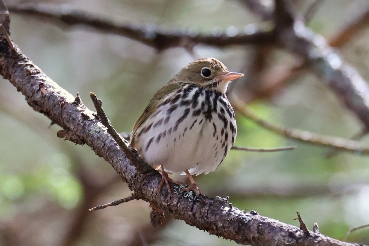 Ovenbird - ML657210150