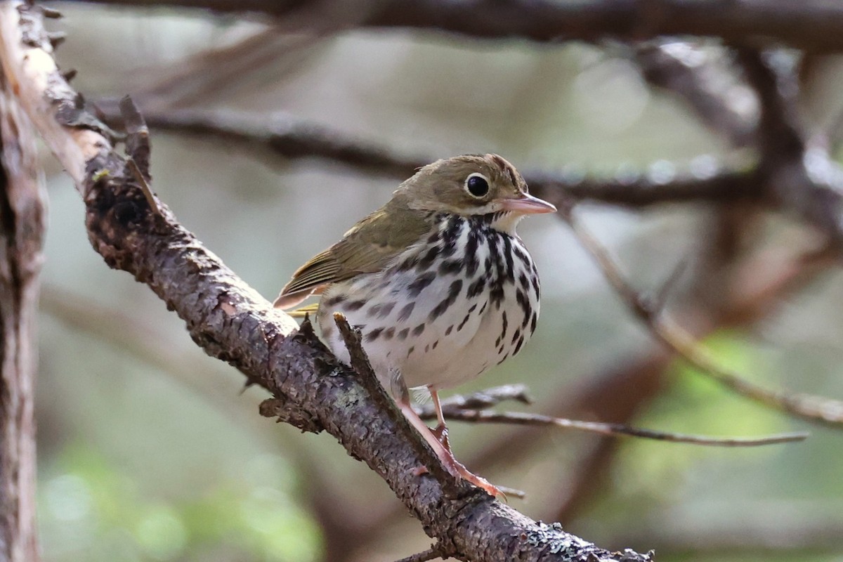 Ovenbird - ML657210151