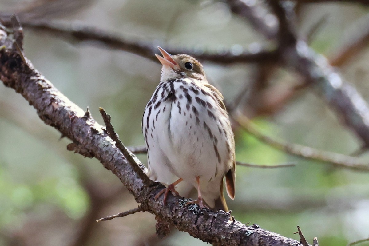 Ovenbird - ML657210152