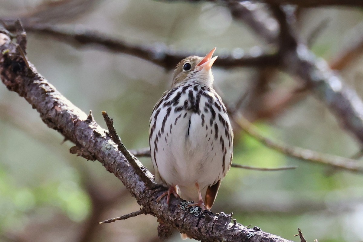 Ovenbird - ML657210153