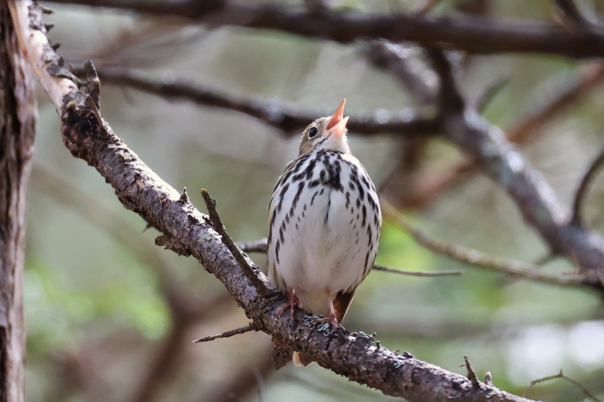 Ovenbird - ML657210154