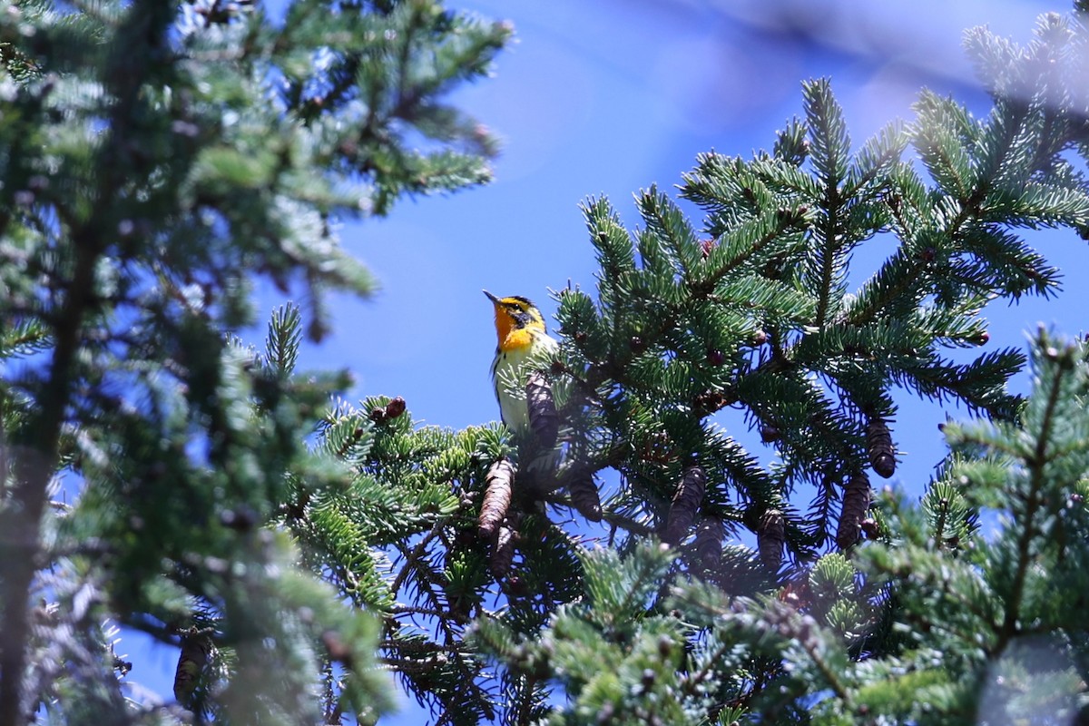 Blackburnian Warbler - ML657210222
