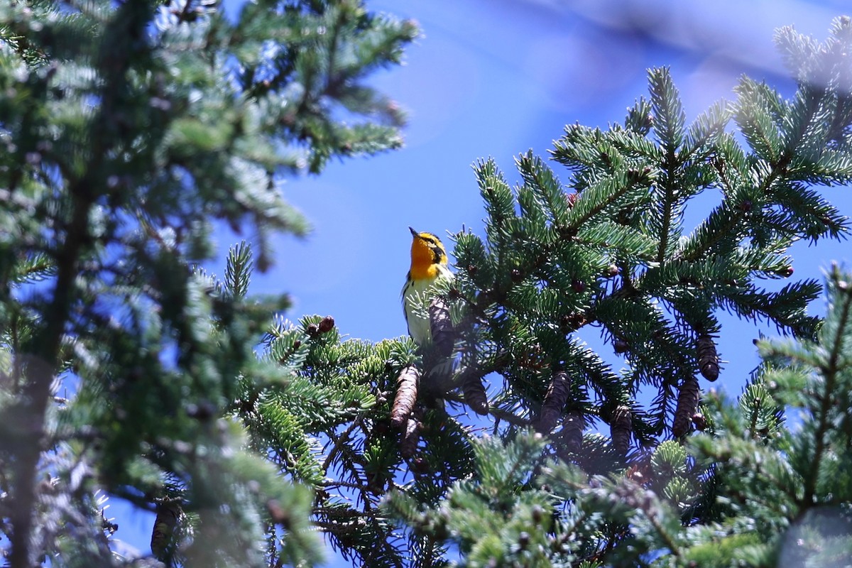 Blackburnian Warbler - ML657210223