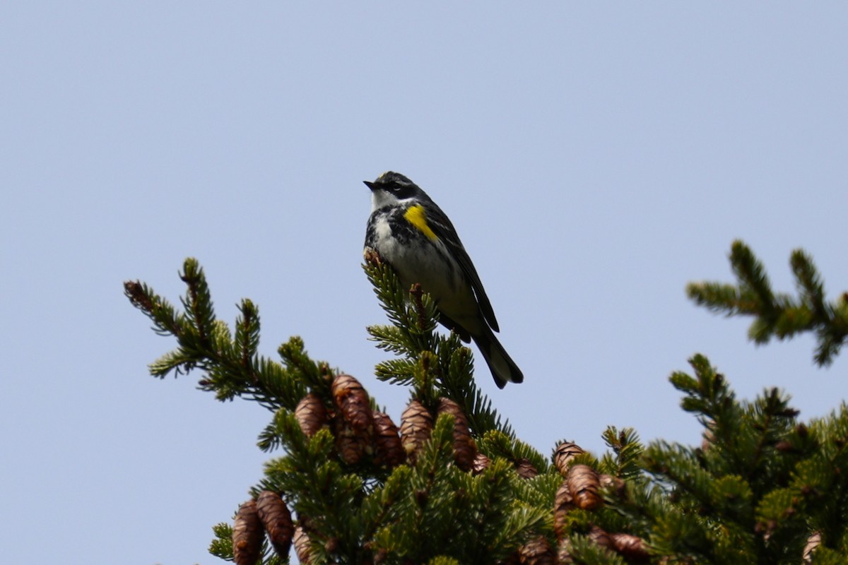 Yellow-rumped Warbler - ML657210242
