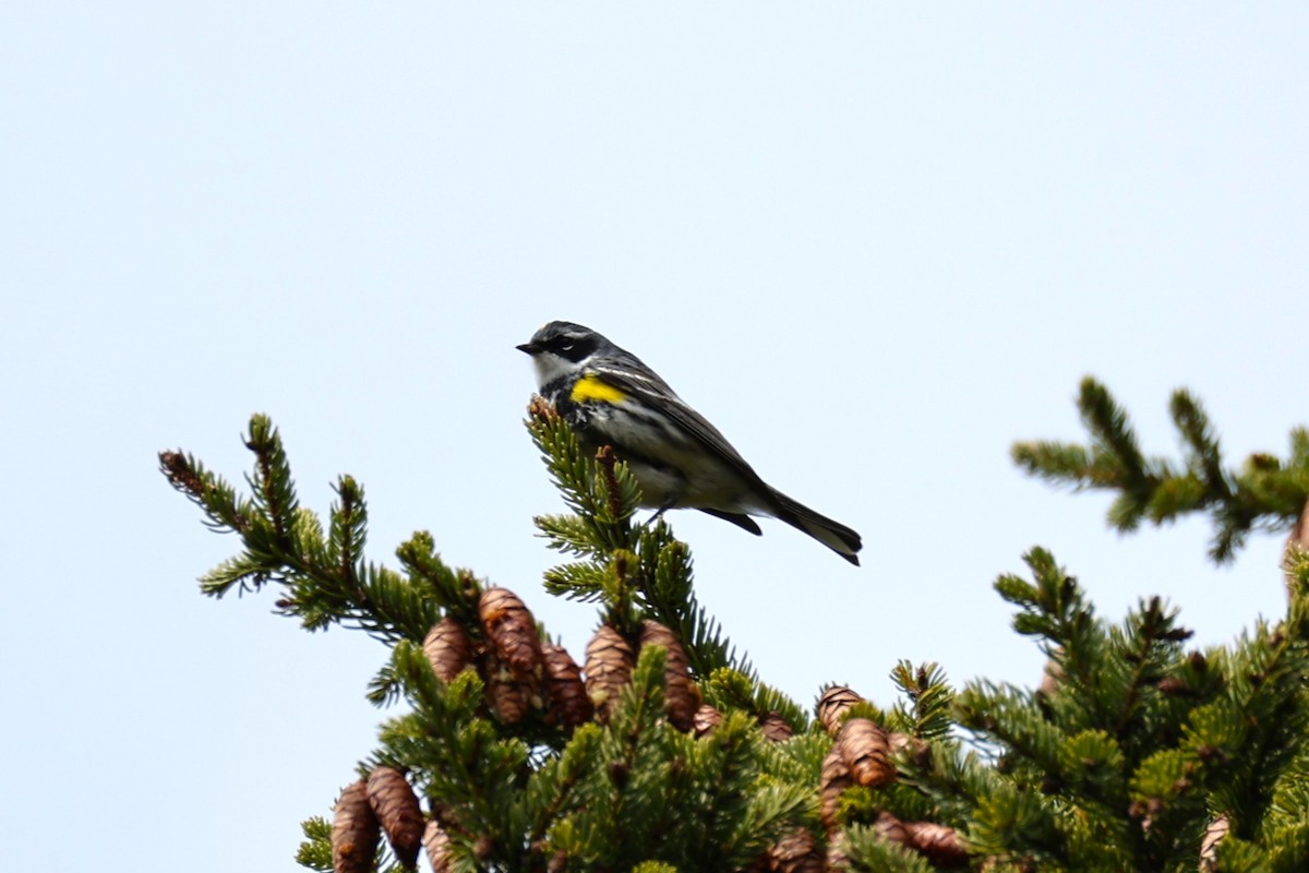 Yellow-rumped Warbler - ML657210243