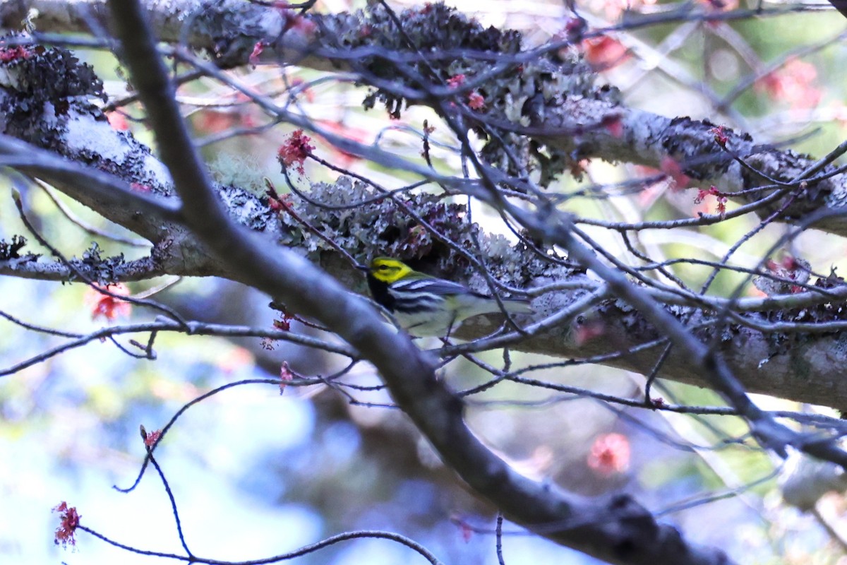 Black-throated Green Warbler - ML657210260