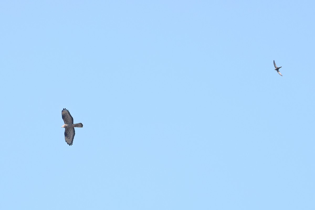 European Honey-buzzard - ML657210698