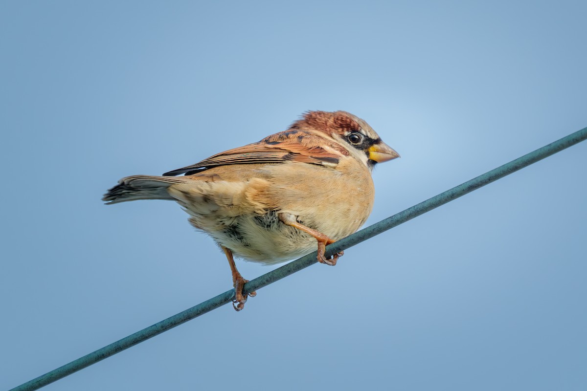 House Sparrow - ML657210790